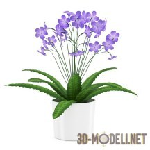 3d-модель Светло-фиолетовые цветы в белом цилиндрическом горшке