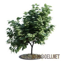 3d-модель Green bush