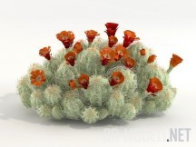 Цветущий кактус Echinocereus triglochidiatus