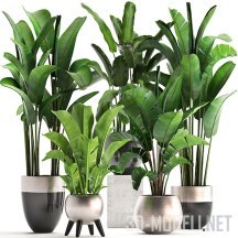 3d-модель Набор растений (Banana palm)