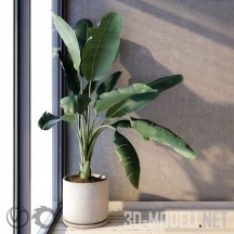 3d-модель Домашнее растение для угла