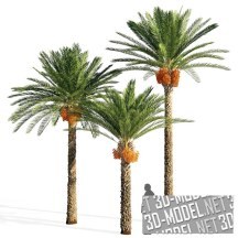 3d-модель Три финиковые пальмы