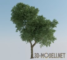 3d-модель Реалистичное дерево Hi-Poly