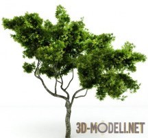 Hi-Poly tree – free 3d model