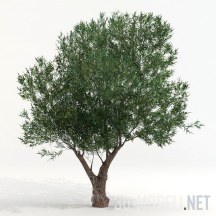 Olea europaea, оливковое дерево
