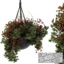 3d-модель Ампельное растение для интерьера