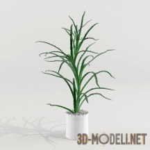 3d-модель Растение столетник