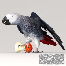 3d-модель Попугай жако с огрызком яблока