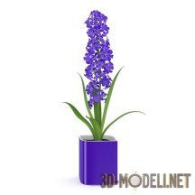 3d-модель Фиолетовый гиацинт в фиолетовом горшке