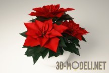 3d-модель Комнатный цветок пуансеттия