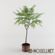 3d-модель Молодое деревце в кадке