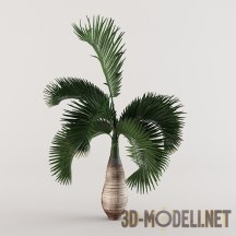 3d-модель Растение цикас