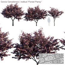 3d-модель Три дерева Церциса канадского