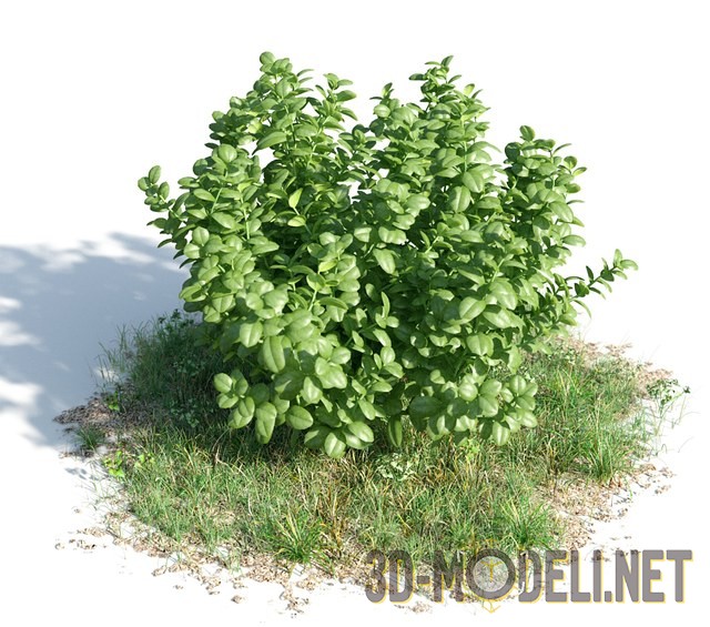 Растение Ficus Microcarpa