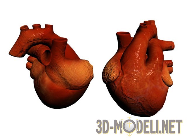Человеческое сердце (анатомия)
