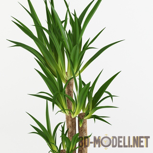 3D модель – Юкка в горшке