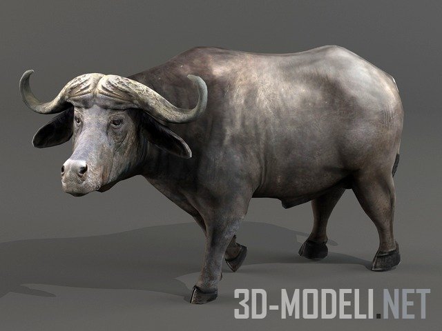 Африканский буйвол