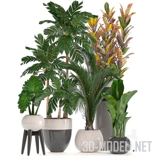 3D модель – Коллекция экзотических комнатных растений