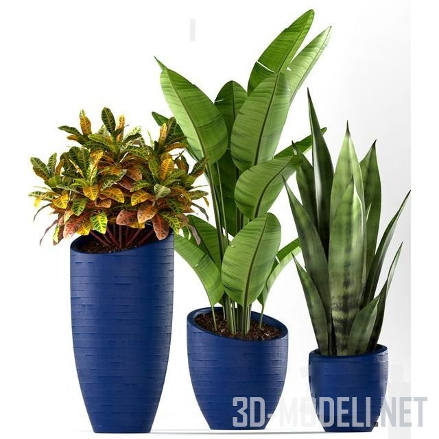3D модель –  комнатных растений в синих горшках