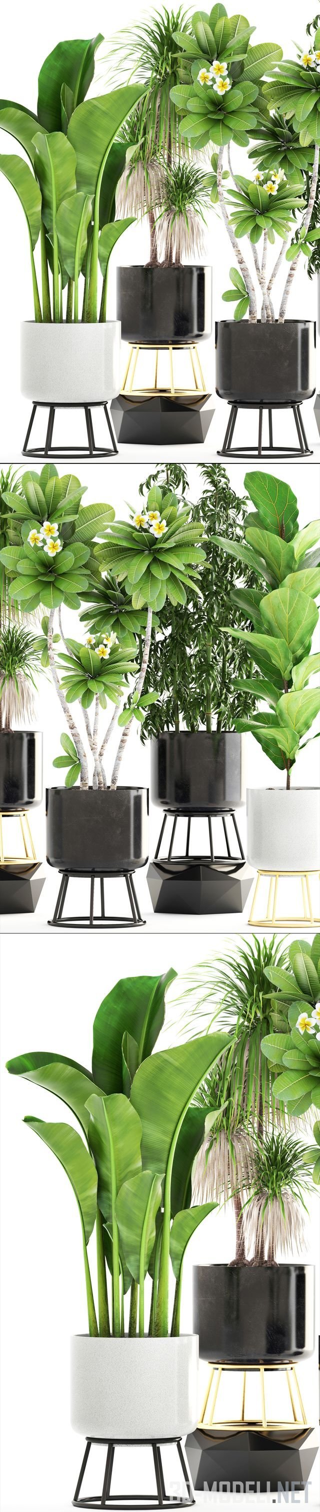 3D модель – Тропические растения в горшках West Elm