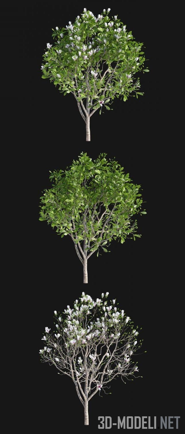 Дерево магнолия