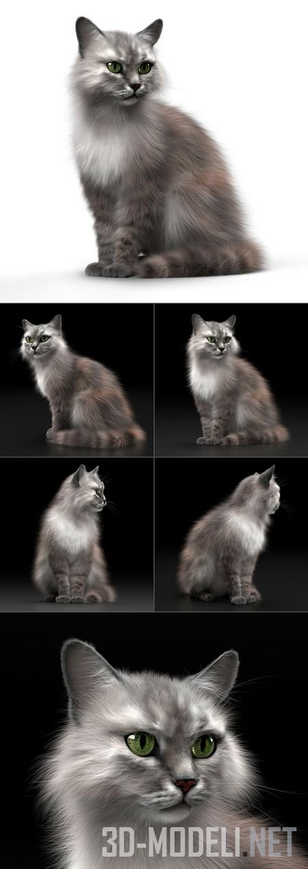 Кот с зелеными глазами