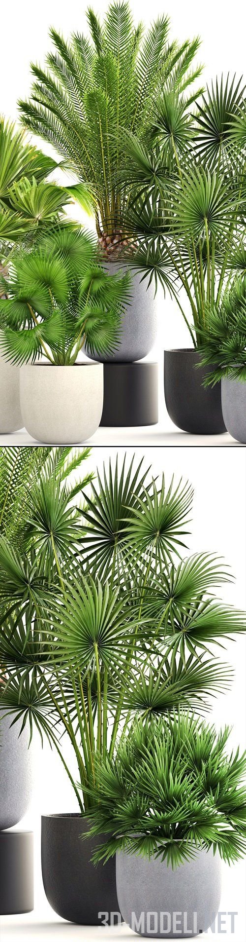 3D модель – Разные пальмы в современных горшках West Elm