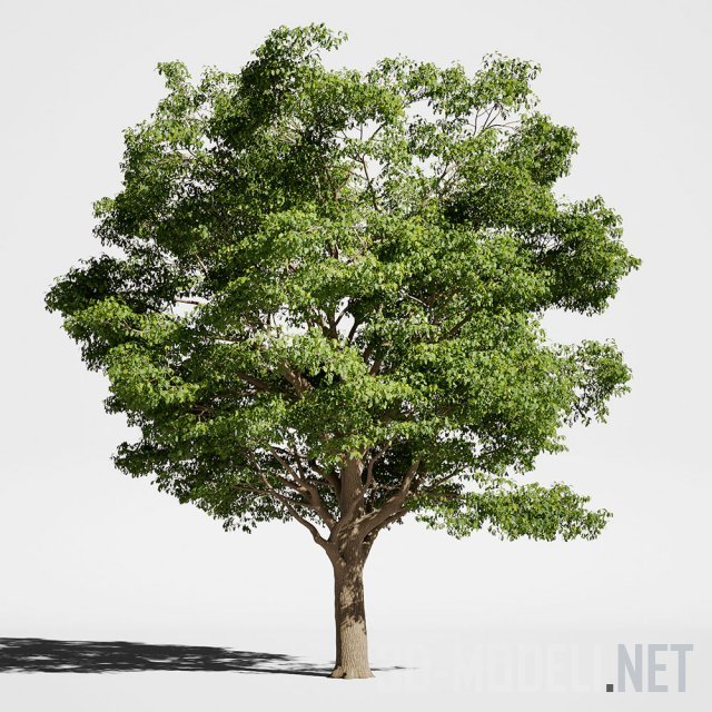 Tree x. 3d model дерево дуб. Дерево на м. 150м дерево. Деревья в lt2 с картинками.