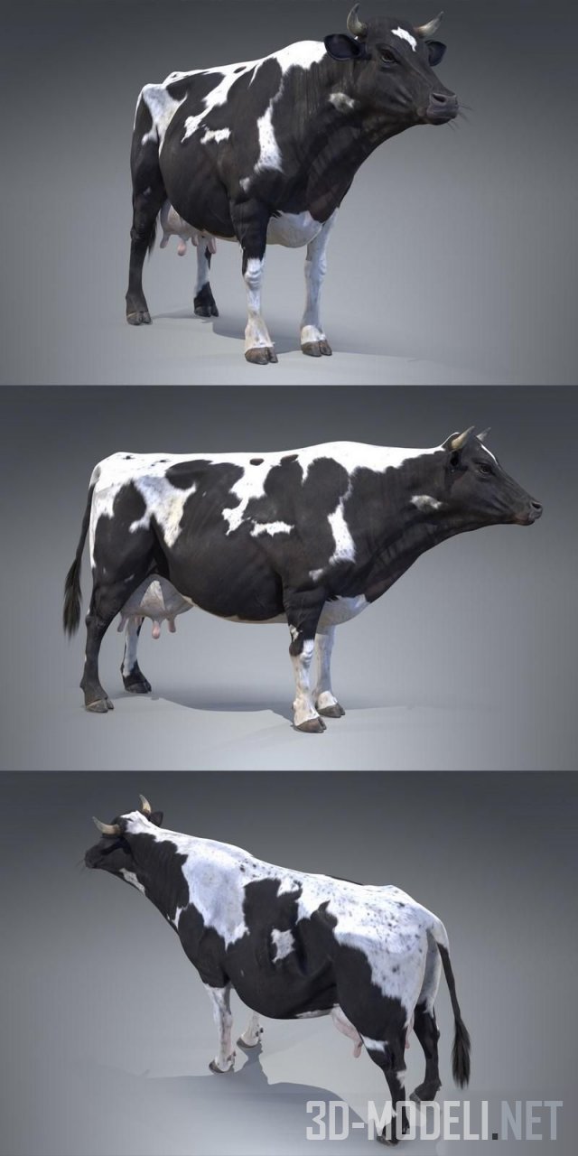 Черно-белая корова