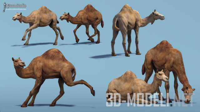 African Animal - Camel (Dromedary)