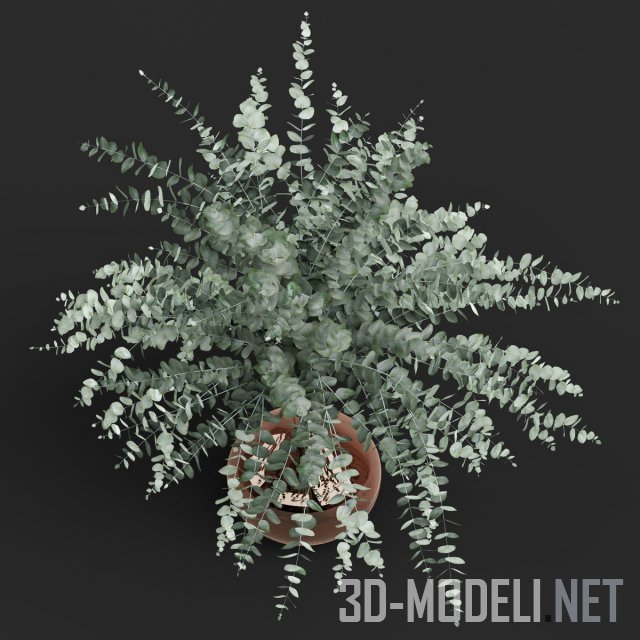 3D модель – Ваза с листьями эвкалипта
