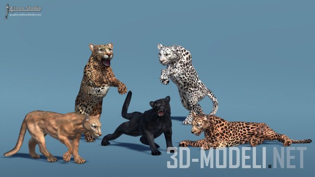 Big Cats Bundle (3 pcs)