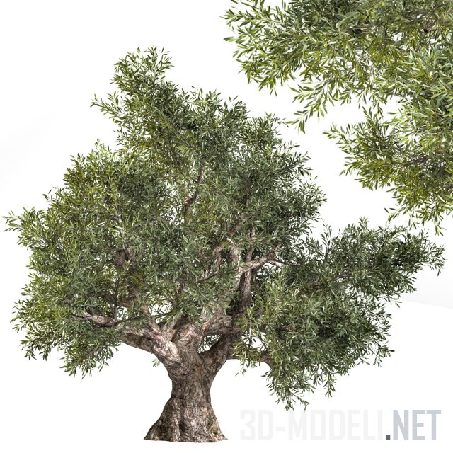 Оливковое дерево 02
