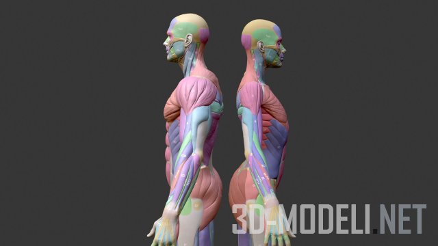 Анатомические модели мышц мужчины и женщины