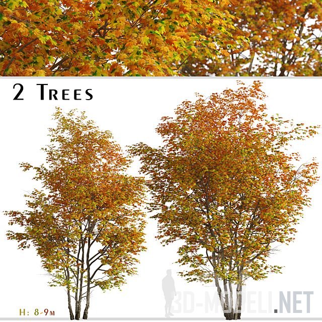 Два дерева клена (8 и 9 м)