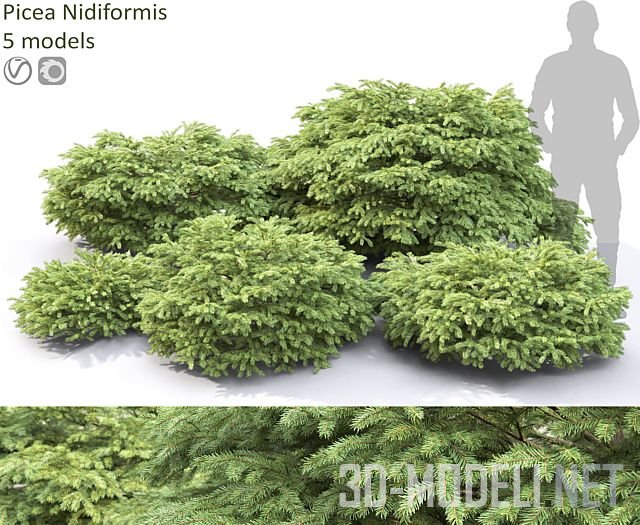 Кусты Picea Nidiformis (0,45-1,5 м)