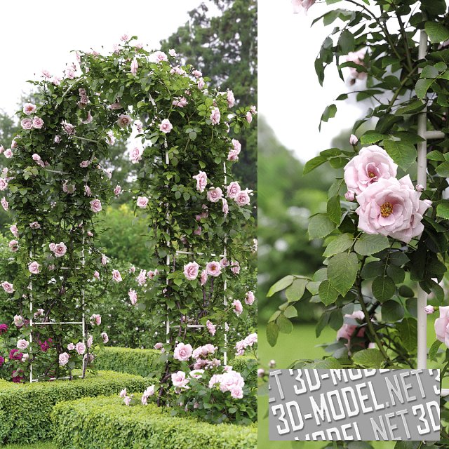 Садовая арка с вьющейся розой