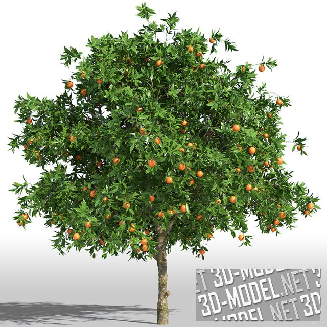 Апельсиновое дерево с сочнми плодами