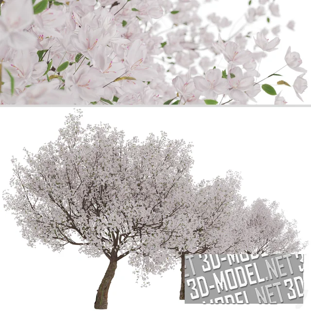 3d-модель Цветущее дерево Prunus yedoensis
