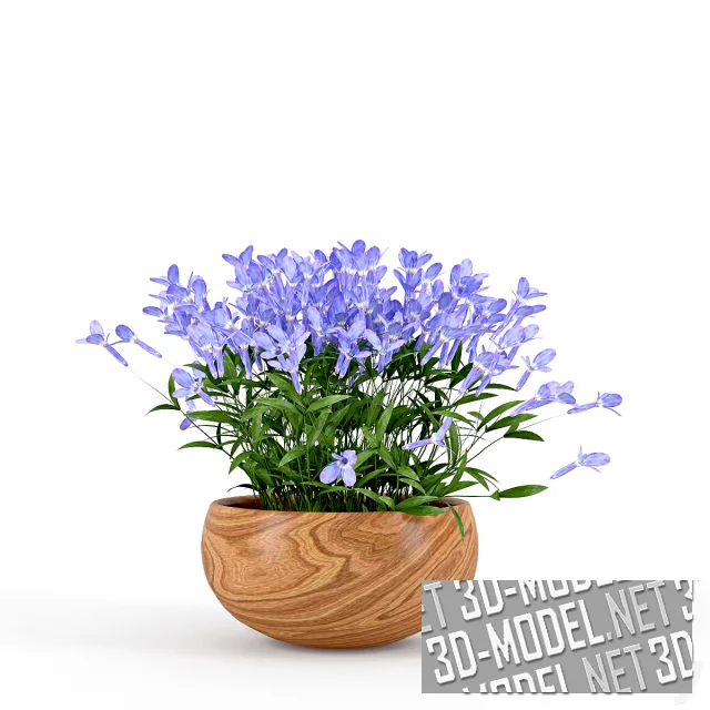 3d-модель Лобелия в горшке