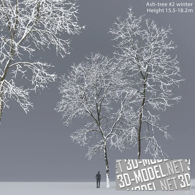 3d-модель Зимний ясень (15.5-18.2м)
