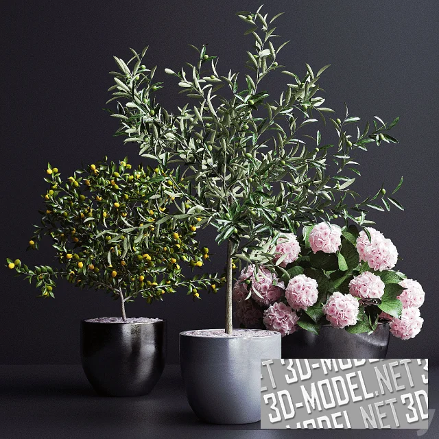3d-модель Декоративные деревья и гортензия