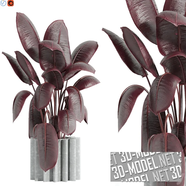 3d-модель Фикус с бордовыми листьями