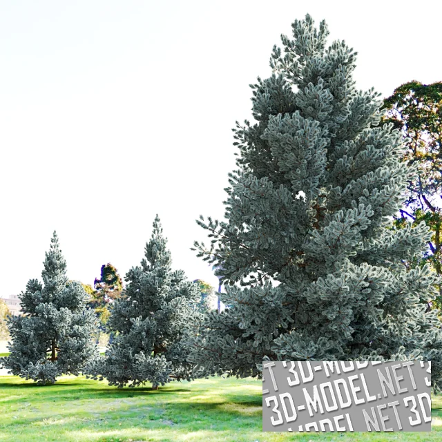 3d-модель Голубые ели 3,5-6,5 м