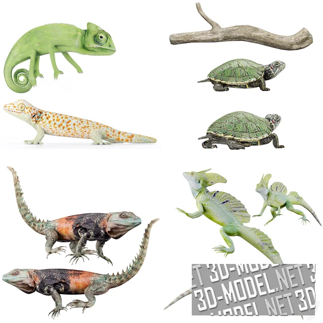 3d-модель Коллекция рептилий