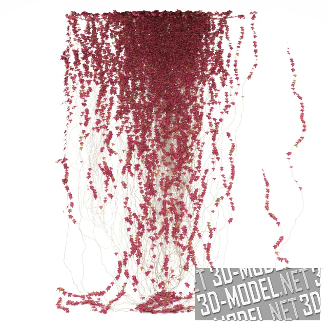 3d-модель Красный плющ