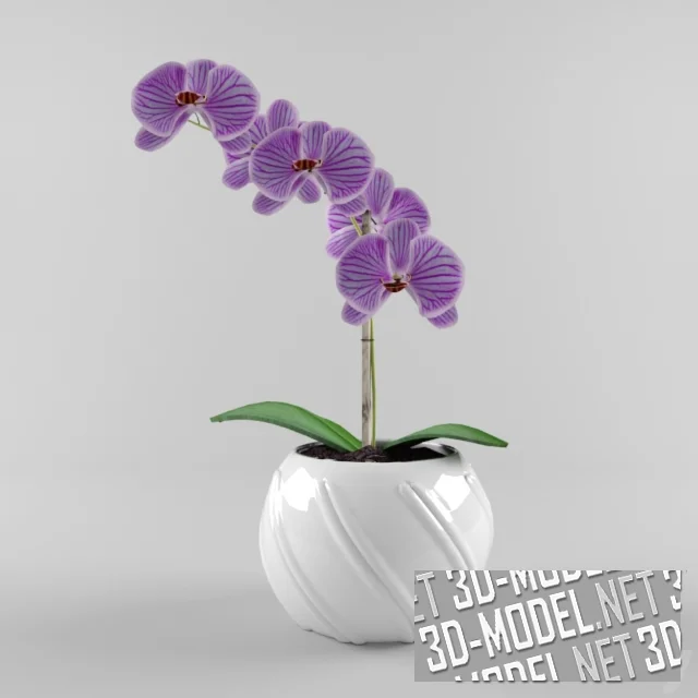 Орхидея в белом горшке