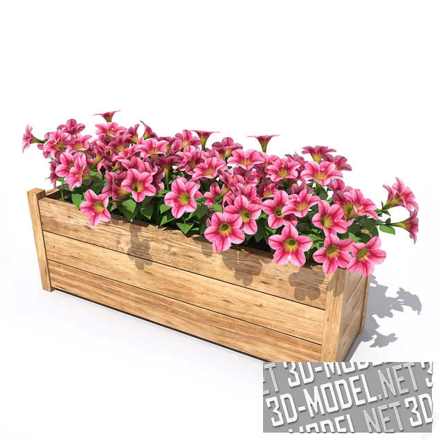 3d-модель Петуния в деревянном ящике
