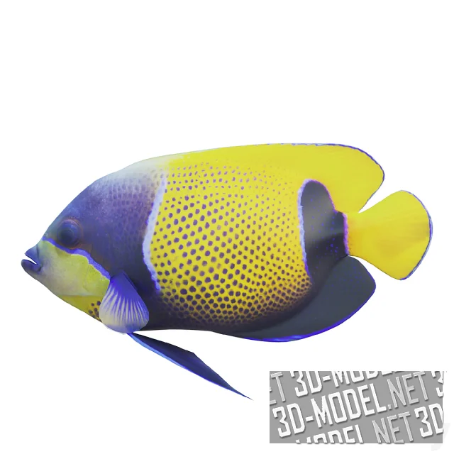 Рыба-ангел (Pomacanthus navarchus, Blue girdled)