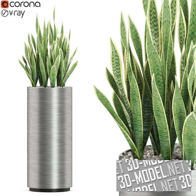 3d-модель Сансевиерия в металлическом горшке